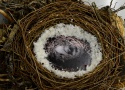 Karin Petrowitsch - "Nest", Skulptur aus Altholz, ca 1,5 m x 1m